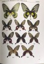Butterfly Fauna of Taiwan, Volume 1: Papilionidae [English / Chinese]