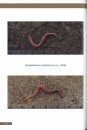 Bildatlas zur Regenwurmbestimmung [Pictorial Atlas for Earthworm Determination]