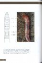 Bildatlas zur Regenwurmbestimmung [Pictorial Atlas for Earthworm Determination]