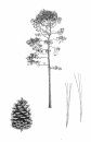 Pines