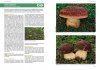 Hřibovité Houby Evropy [Boletes of Europe]