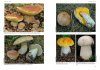 Hřibovité Houby Evropy [Boletes of Europe]