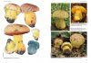 Hřibovité Houby Evropy [Boletes of Europe]