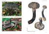 Hřibovité Houby Evropy [Boletes of Europe]