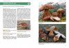 Hřibovité Houby Evropy [Boletes of Europe]