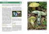 Hřibovité Houby Evropy [Boletes of Europe]