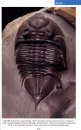 Trilobites of the British Isles
