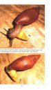 Land Snails of Belize, Central America