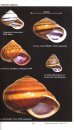 Land Snails of Belize, Central America