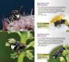 A Guide to Finding Bees in Berkshire, Buckinghamshire & Oxfordshire