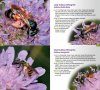 A Guide to Finding Bees in Berkshire, Buckinghamshire & Oxfordshire
