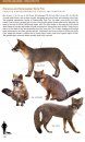 Canids of the World