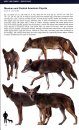 Canids of the World