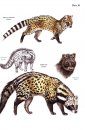 A Field Guide to the Carnivores of the World