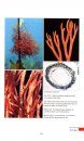 Marine Plants of Tasmania