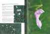 Orchids of Huanglong [English / Chinese]