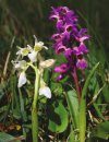 Wild Orchids of the Cotswolds