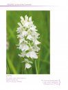Wild Orchids of the Cotswolds