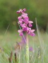 Wild Orchids of the Cotswolds