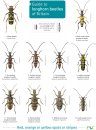 Guide to Longhorn Beetles of Britain