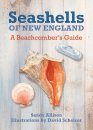 Seashells of New England