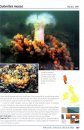 Sea Squirts and Sponges of Britain and Ireland