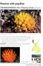 Sea Squirts and Sponges of Britain and Ireland