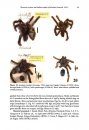 ZooKeys 659: Taxonomic Revision and Cladistic Analysis of Avicularia Lamarck, 1818 (Araneae, Theraphosidae, Aviculariinae) with Description of Three New Aviculariine Genera