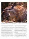 Secret Lives of Carnivorous Marsupials