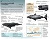 Handbook Of Whales, Dolphins And Porpoises | NHBS Field Guides ...