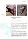 Birds of Nunavut (2-Volume Set)