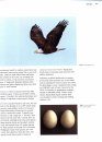 Birds of Nunavut (2-Volume Set)