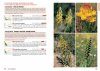 Field Guide to Fynbos