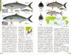 The Natural History of the Fishes of Japan [Japanese]