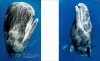 The Most Beautiful Photographs of Whales and Dolphins [Japanese]
