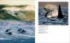 The Most Beautiful Photographs of Whales and Dolphins [Japanese]