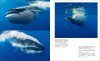 The Most Beautiful Photographs of Whales and Dolphins [Japanese]