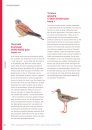 Bedreigde Vogels van Nederland: Vogels van de Rode Lijst in hun Leefgebied [Threatened Birds of the Netherlands: Birds of the Red List in Their Habitat]