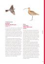 Bedreigde Vogels van Nederland: Vogels van de Rode Lijst in hun Leefgebied [Threatened Birds of the Netherlands: Birds of the Red List in Their Habitat]