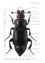 Veldgids Kevers van Europa [Guide to the Beetles of Europe]