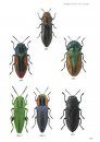 Veldgids Kevers van Europa [Guide to the Beetles of Europe]