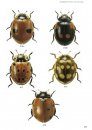 Veldgids Kevers van Europa [Guide to the Beetles of Europe]