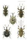 Veldgids Kevers van Europa [Guide to the Beetles of Europe]
