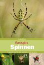 Basisgids Spinnen [Basic Guide to Spiders]