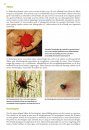 Basisgids Spinnen [Basic Guide to Spiders]