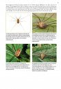 Basisgids Spinnen [Basic Guide to Spiders]
