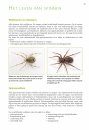 Basisgids Spinnen [Basic Guide to Spiders]