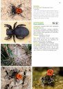 Basisgids Spinnen [Basic Guide to Spiders]