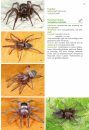 Basisgids Spinnen [Basic Guide to Spiders]