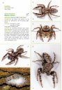 Basisgids Spinnen [Basic Guide to Spiders]